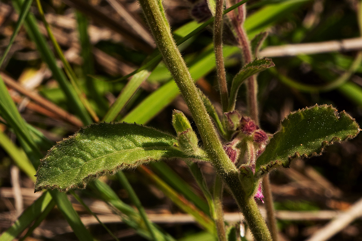 Blumea axillaris Blumea axillaris