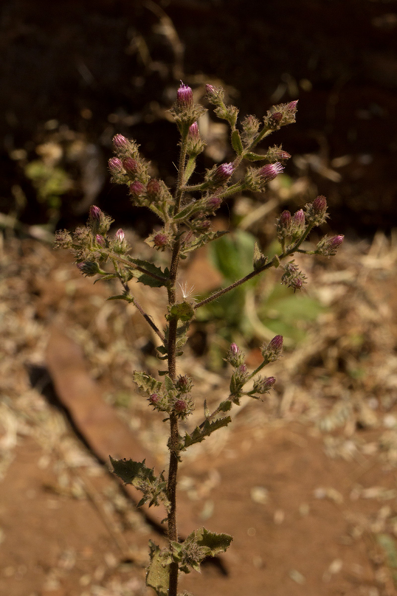 Pseudoconyza viscosa