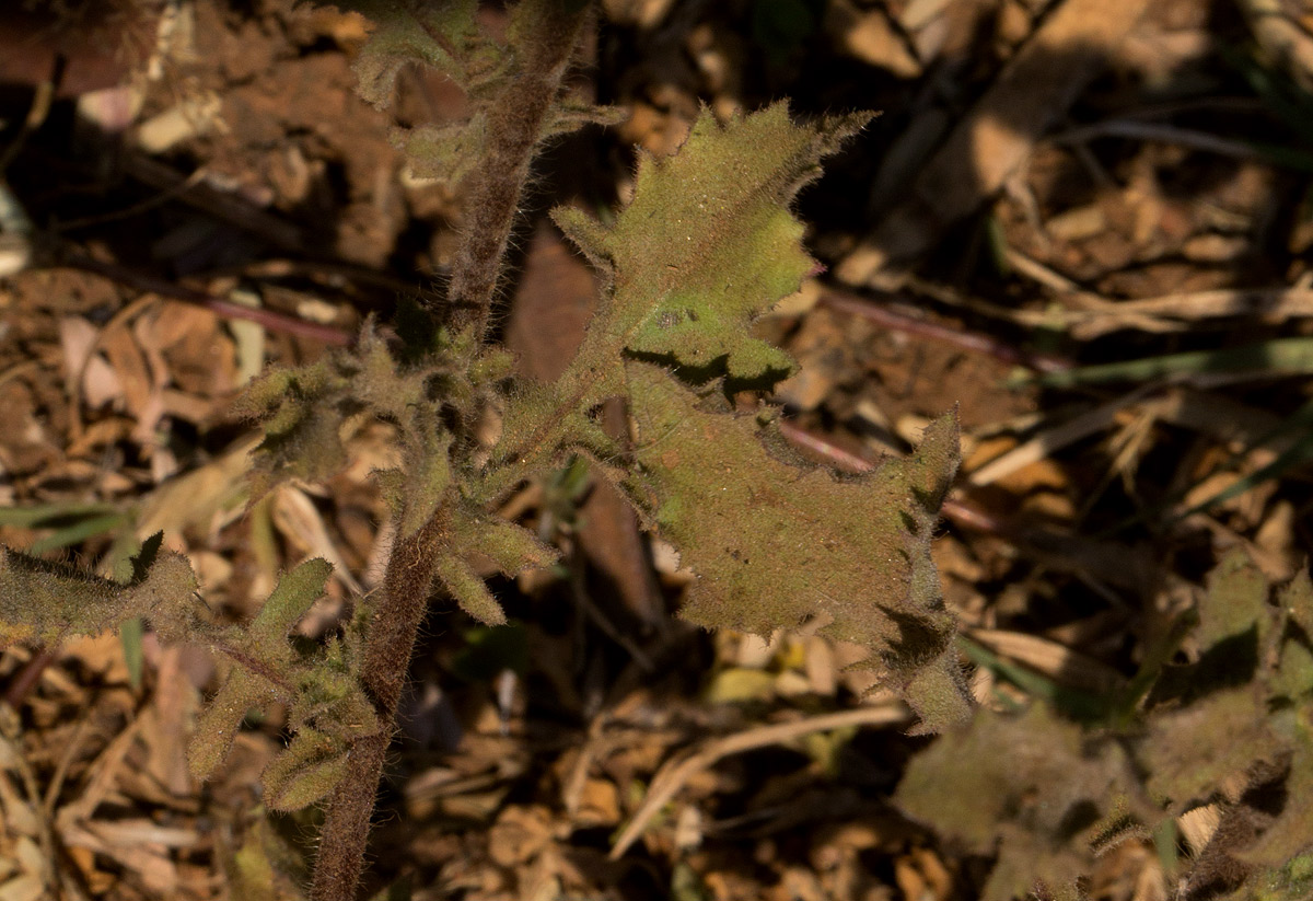 Pseudoconyza viscosa