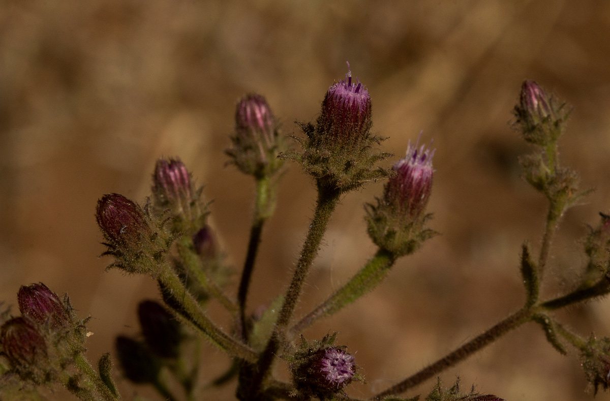 Pseudoconyza viscosa