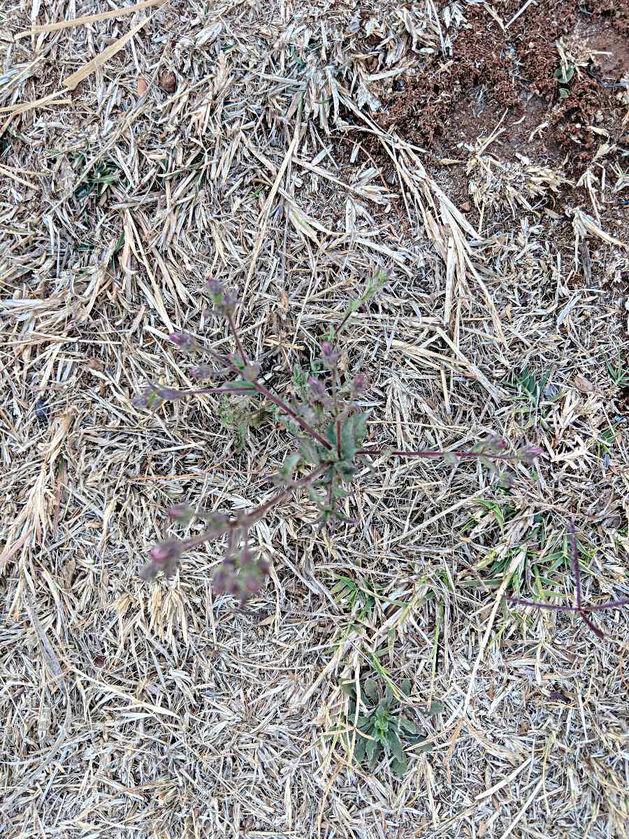 Pseudoconyza viscosa