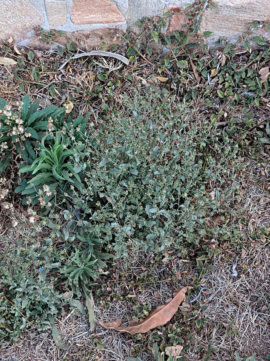 Pseudoconyza viscosa Pseudoconyza viscosa