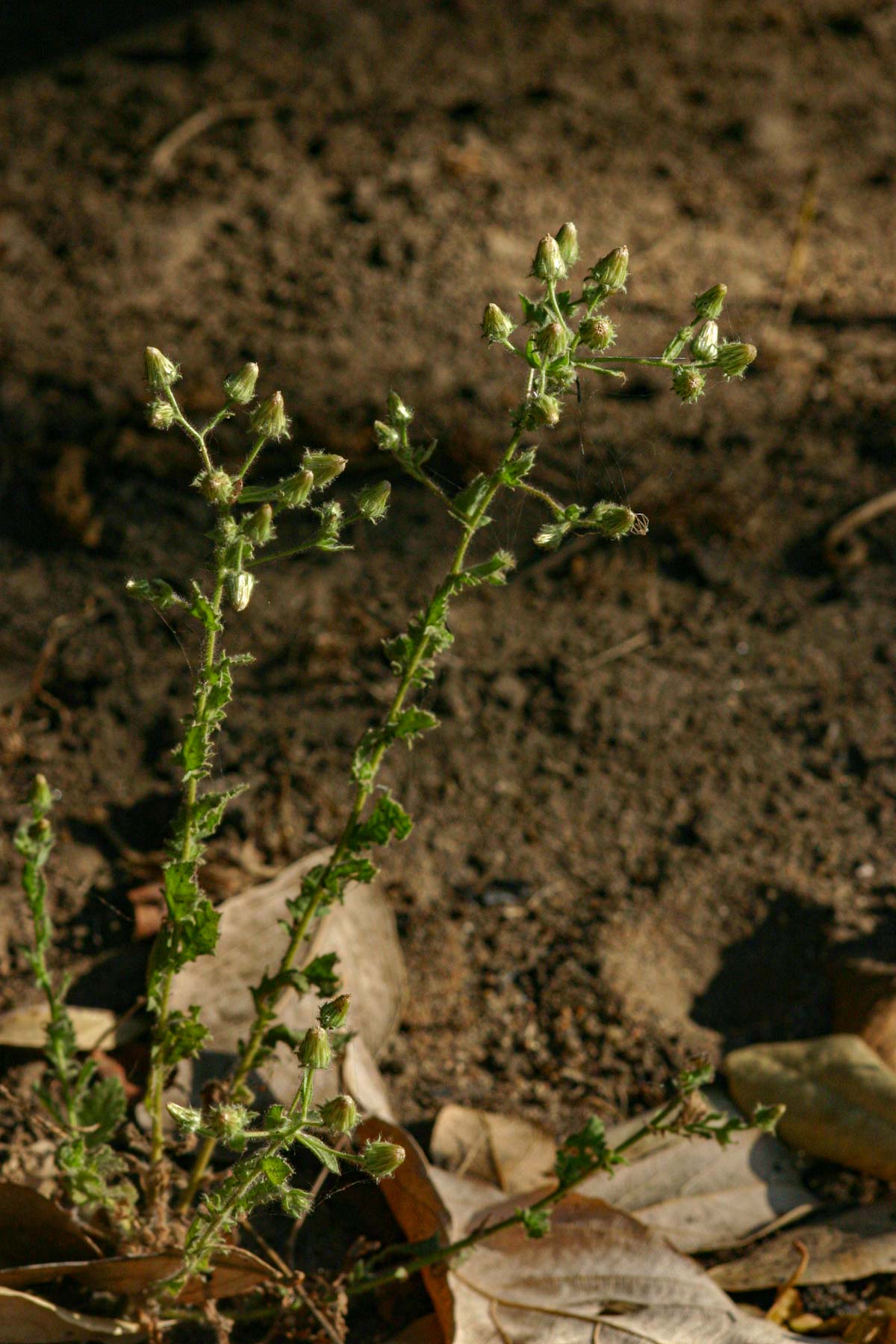 Pseudoconyza viscosa