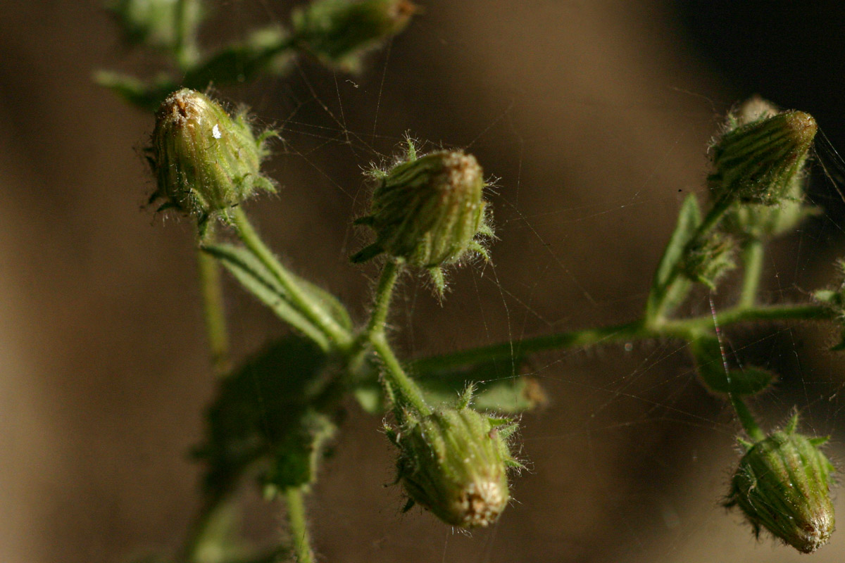 Pseudoconyza viscosa