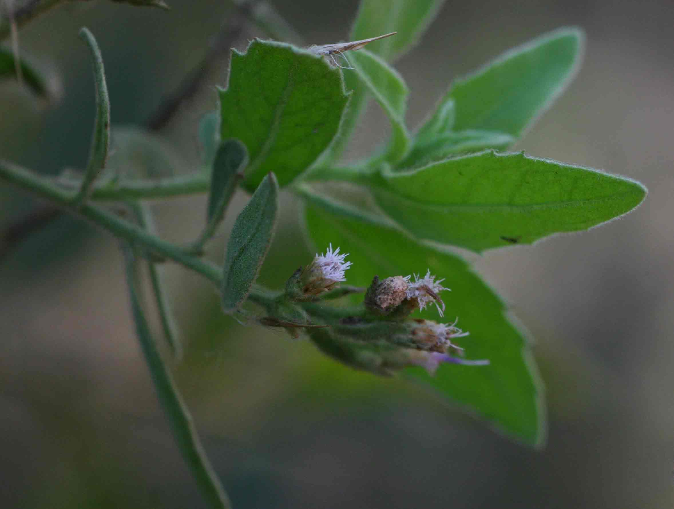 Pluchea dioscoridis Pluchea dioscoridis