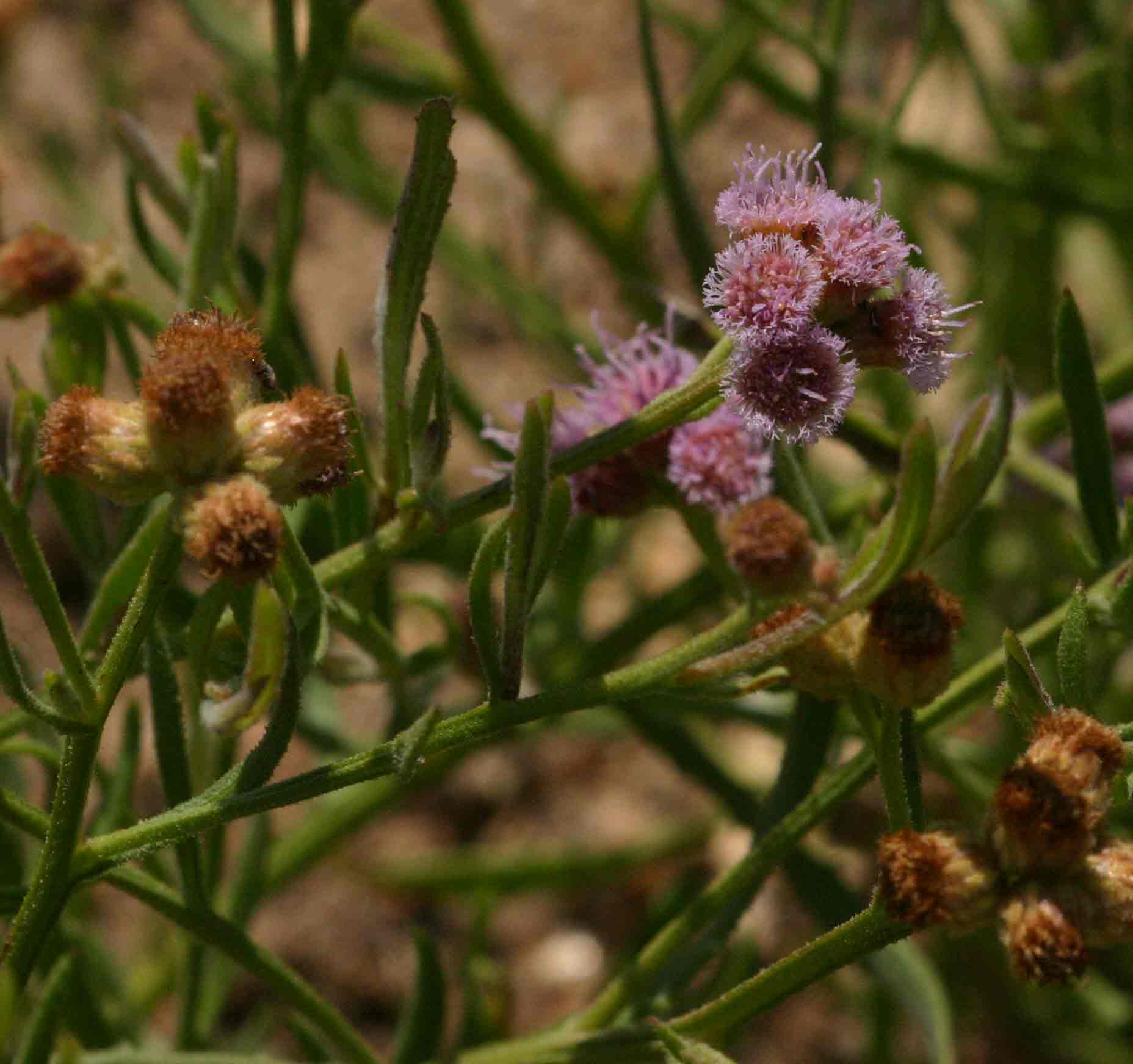Litogyne gariepina Litogyne gariepina