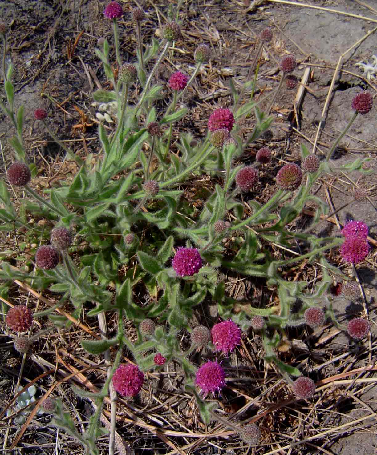 Sphaeranthus flexuosus