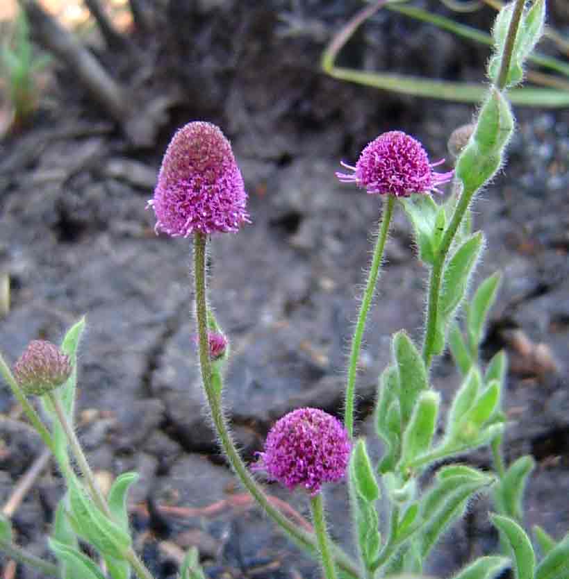 Sphaeranthus flexuosus