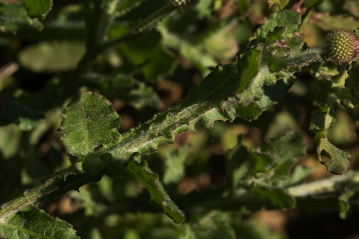 Sphaeranthus gazaensis