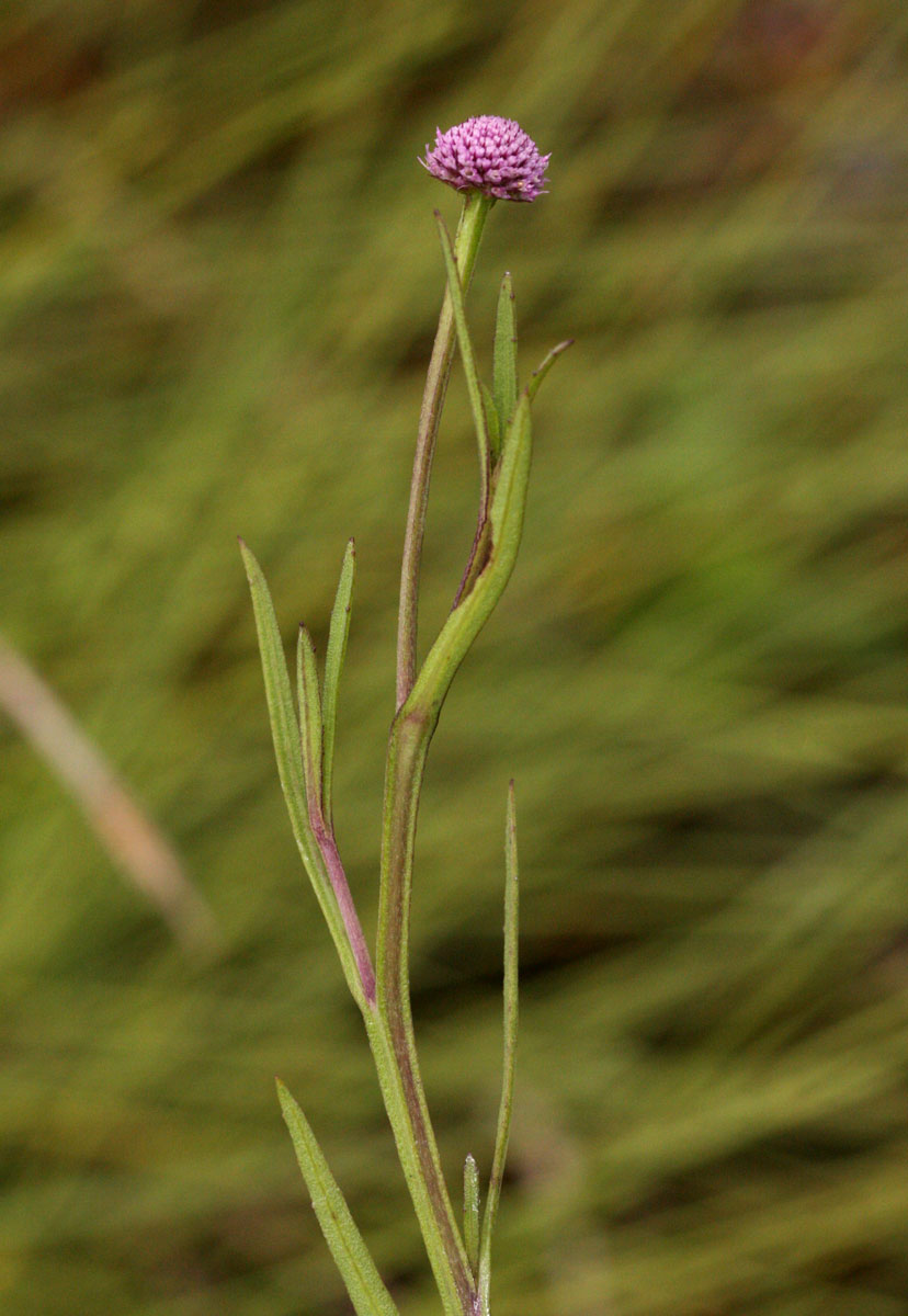 Sphaeranthus randii var. randii