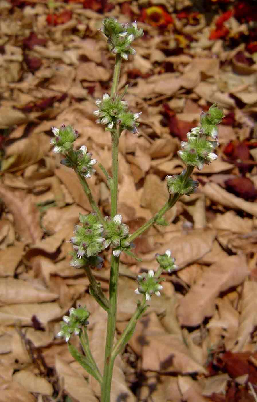 Neojeffreya decurrens