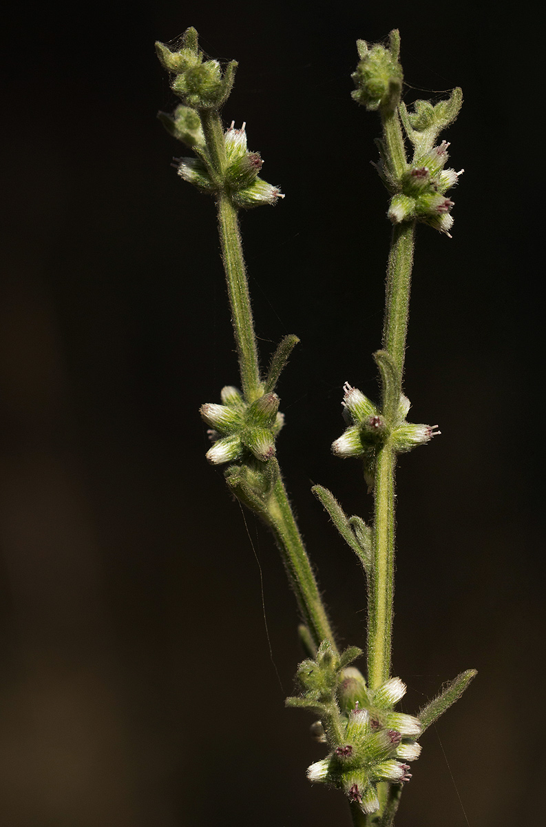 Neojeffreya decurrens Neojeffreya decurrens