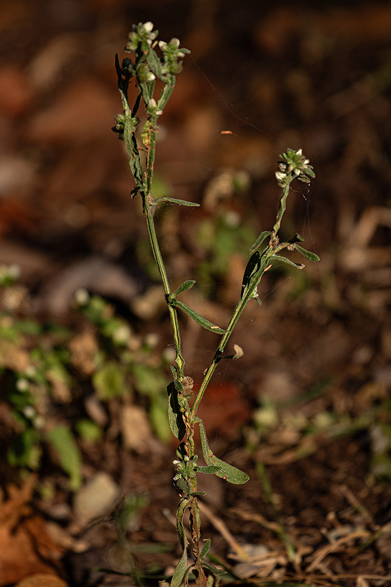 Neojeffreya decurrens