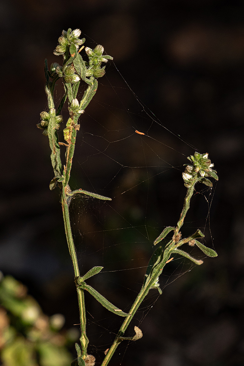 Neojeffreya decurrens