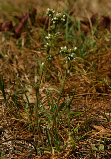 Neojeffreya decurrens