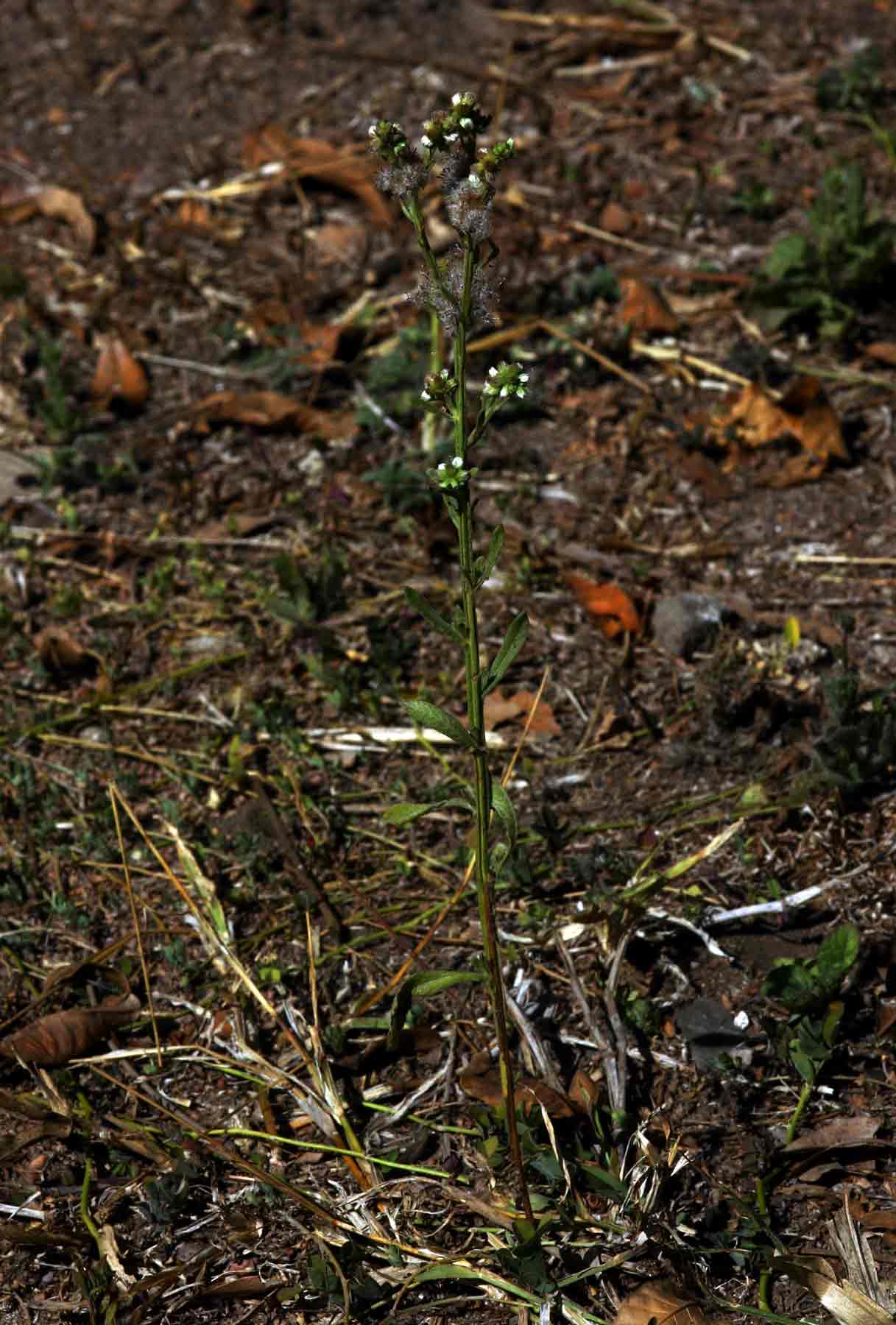 Neojeffreya decurrens