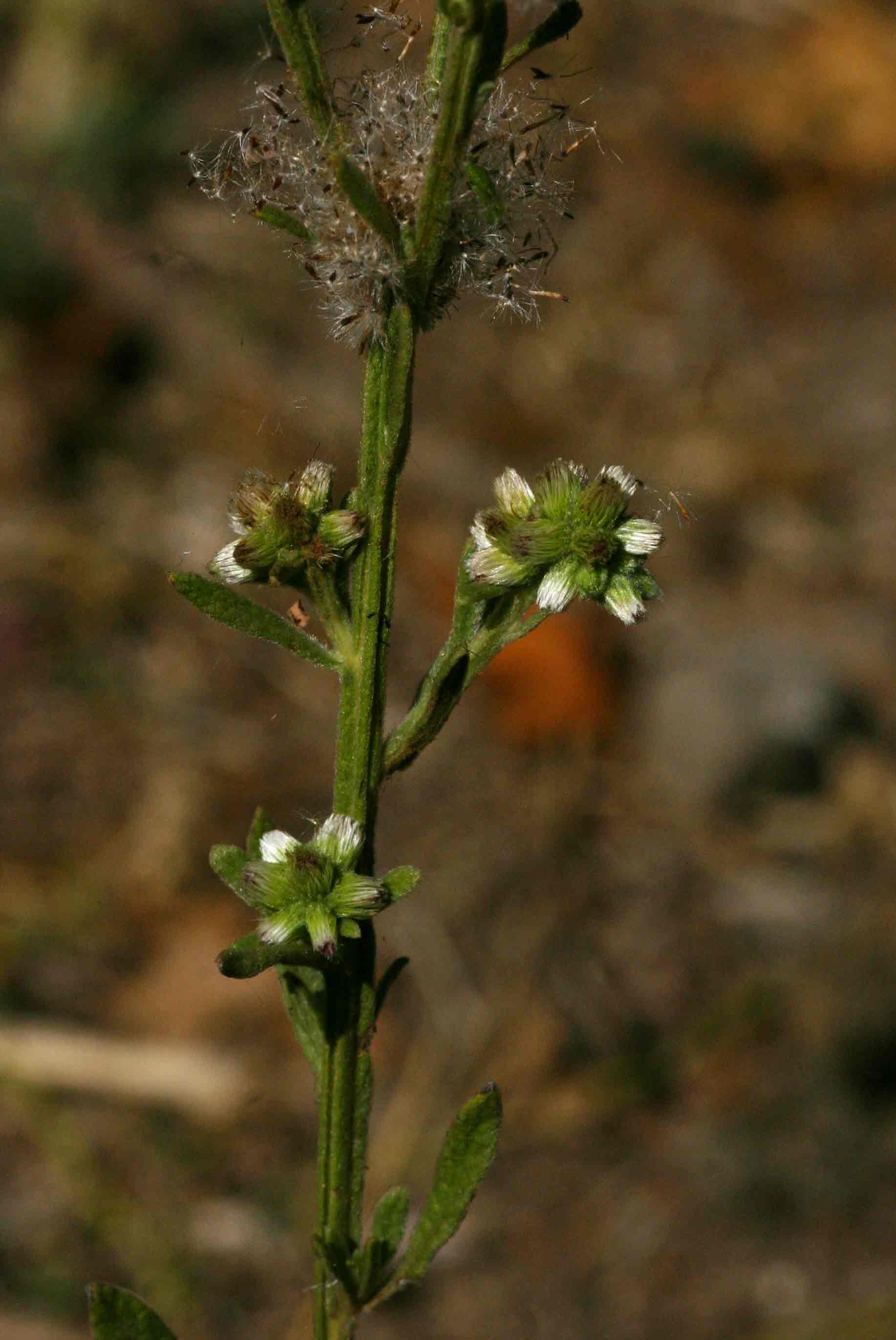 Neojeffreya decurrens