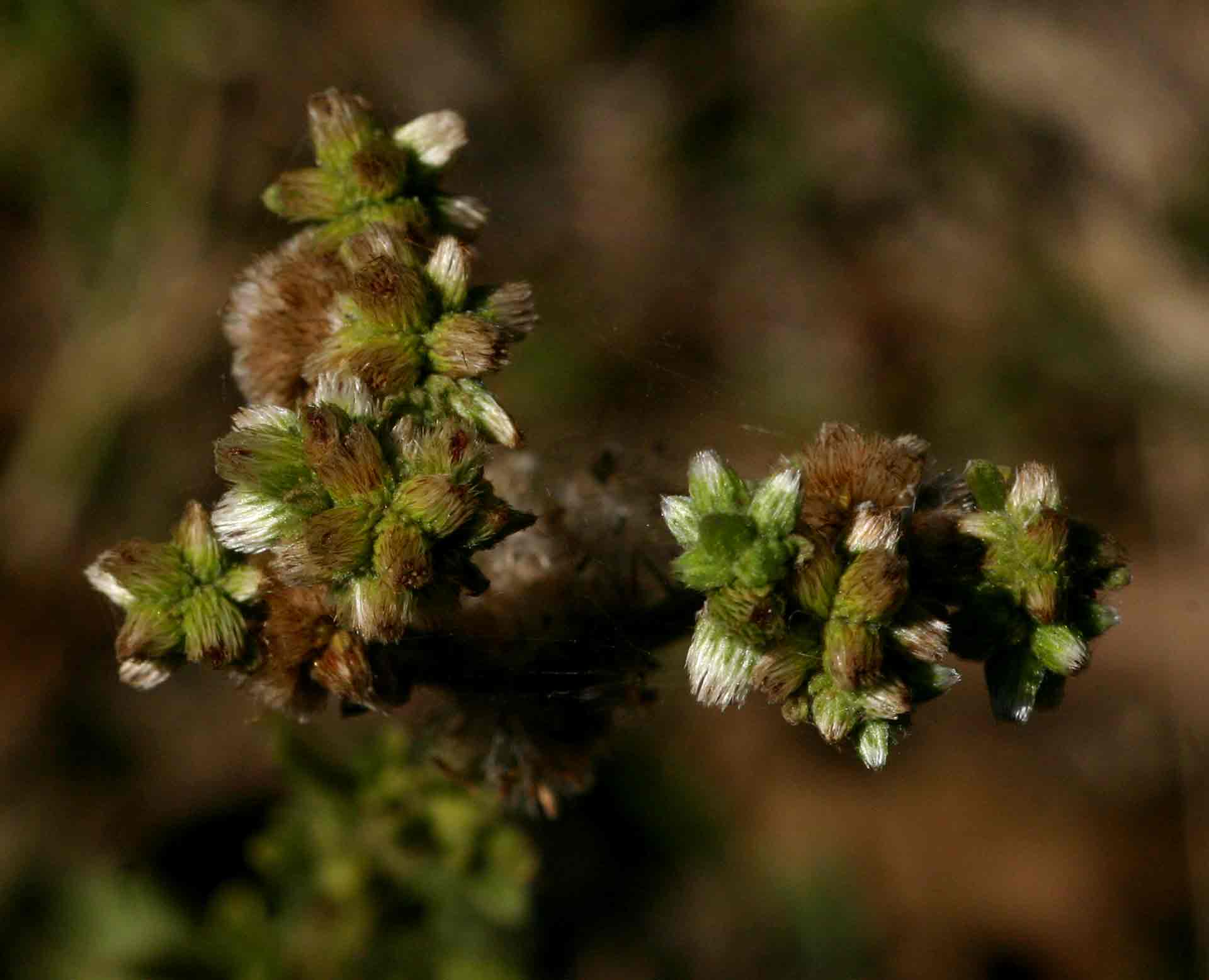 Neojeffreya decurrens