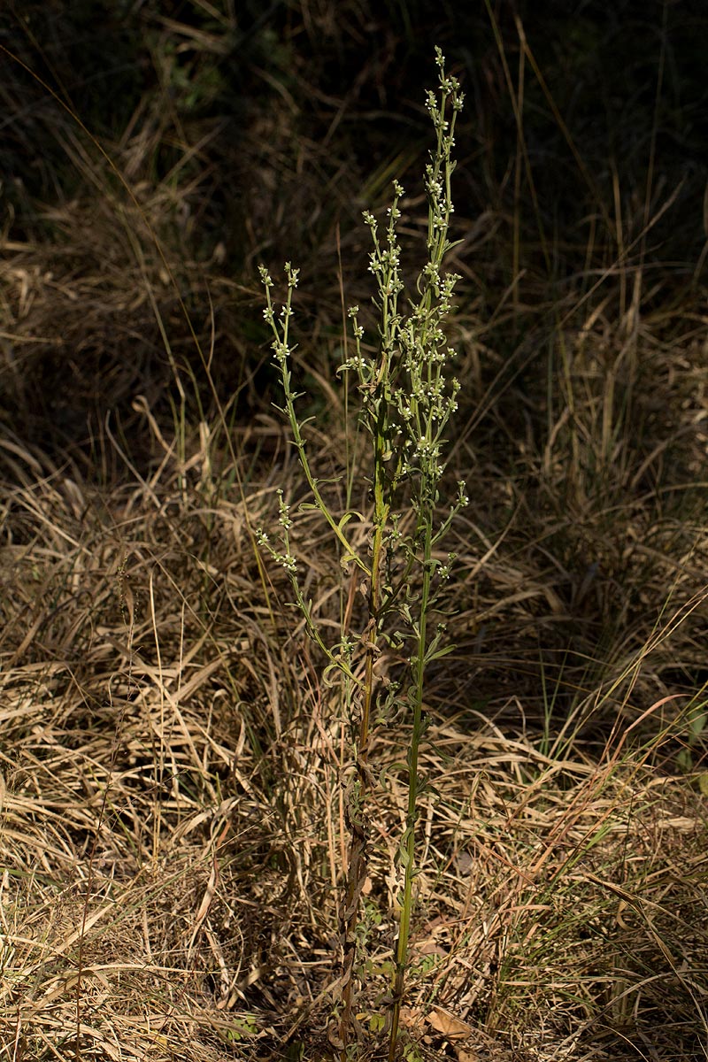 Neojeffreya decurrens