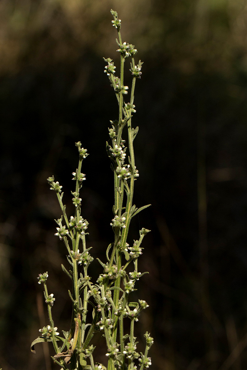 Neojeffreya decurrens Neojeffreya decurrens