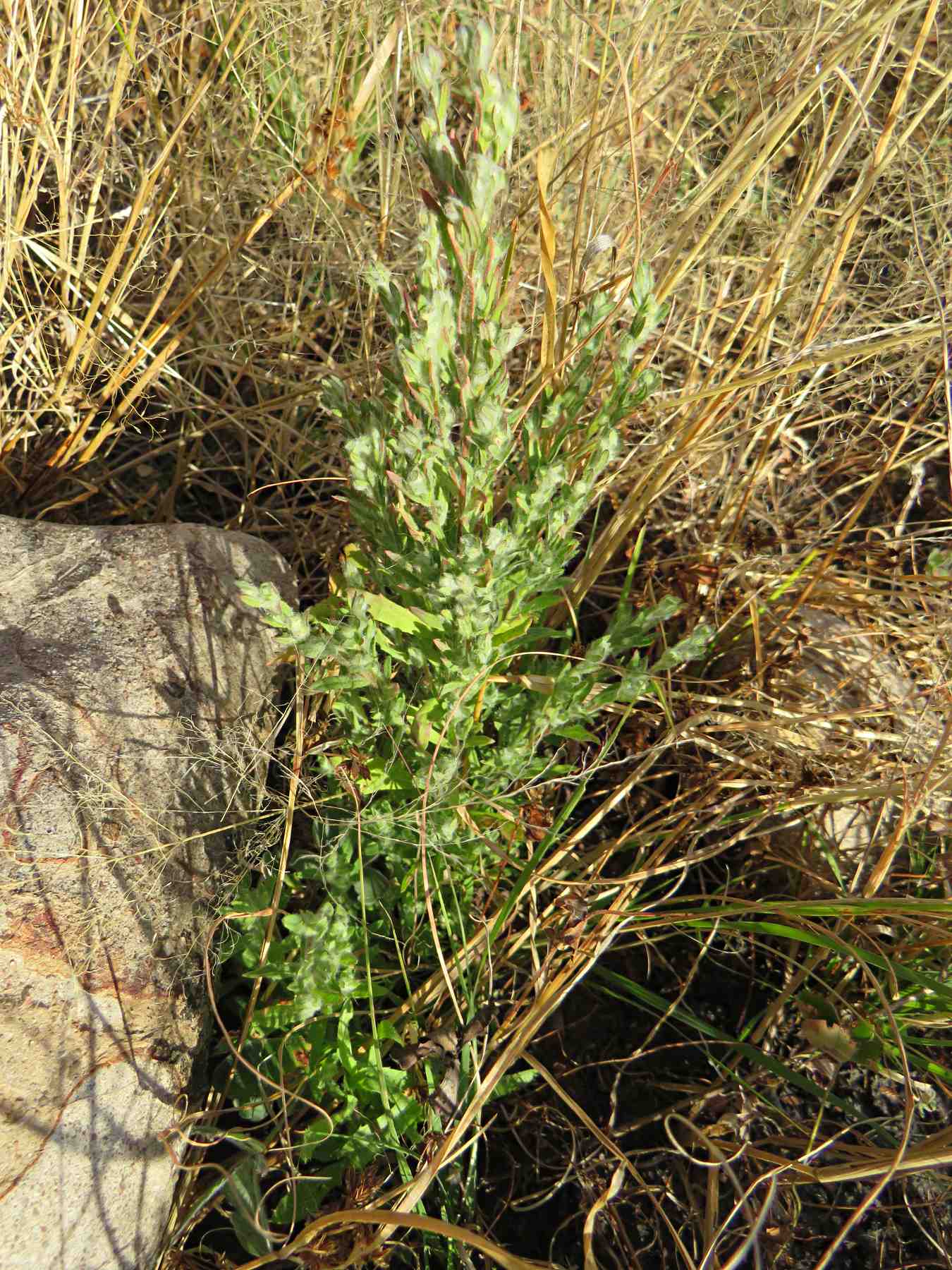 Artemisiopsis villosa