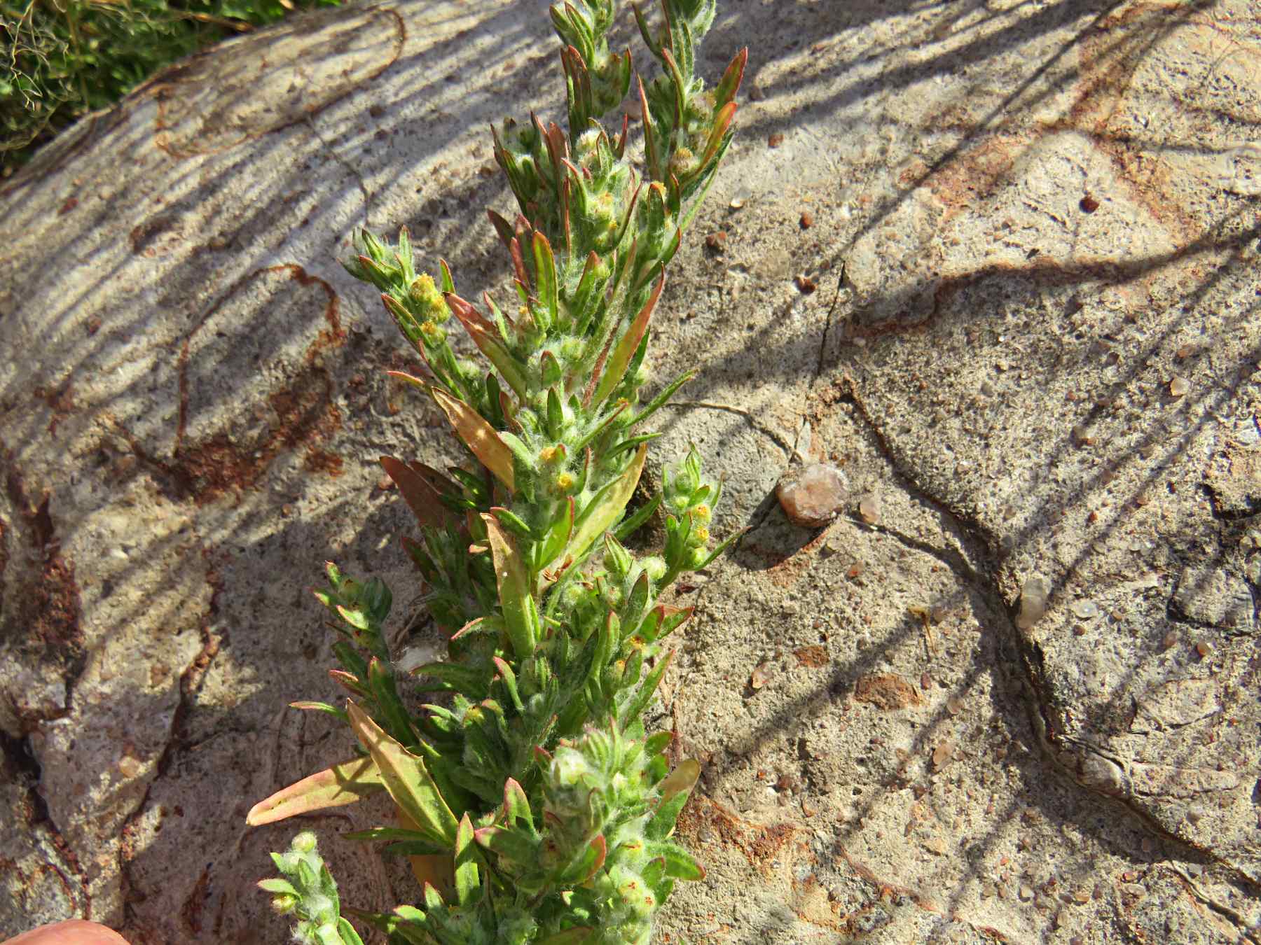 Artemisiopsis villosa