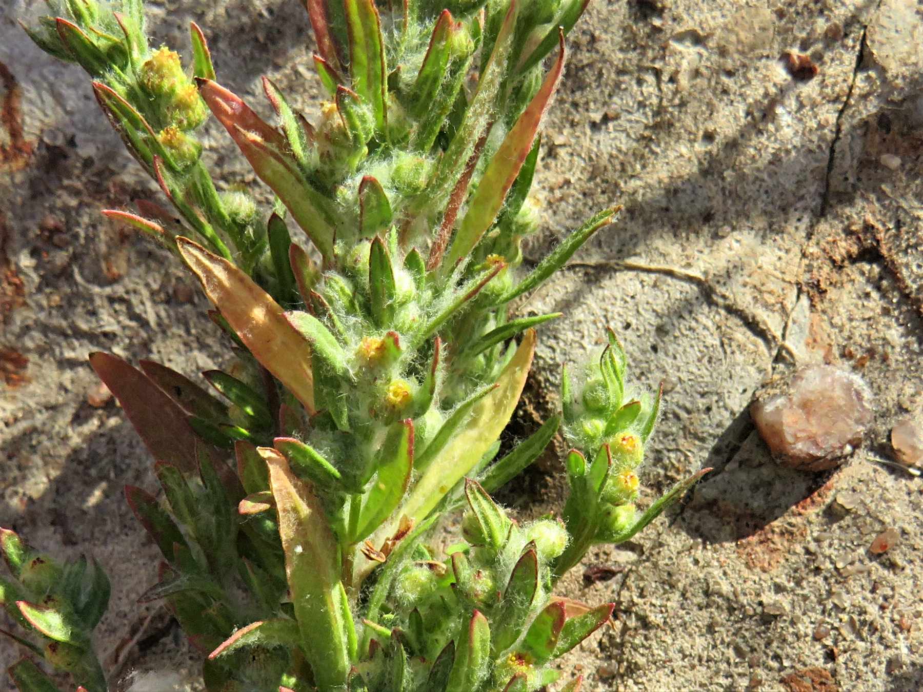 Artemisiopsis villosa Artemisiopsis villosa