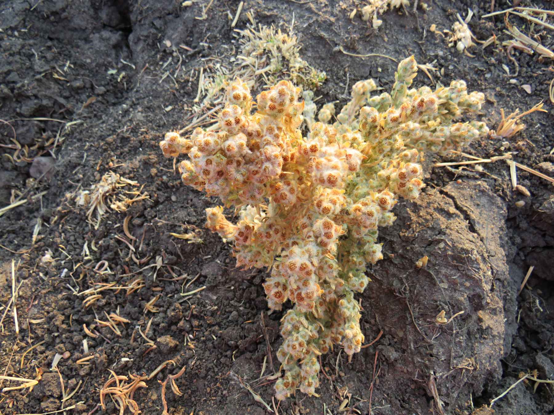 Artemisiopsis villosa Artemisiopsis villosa