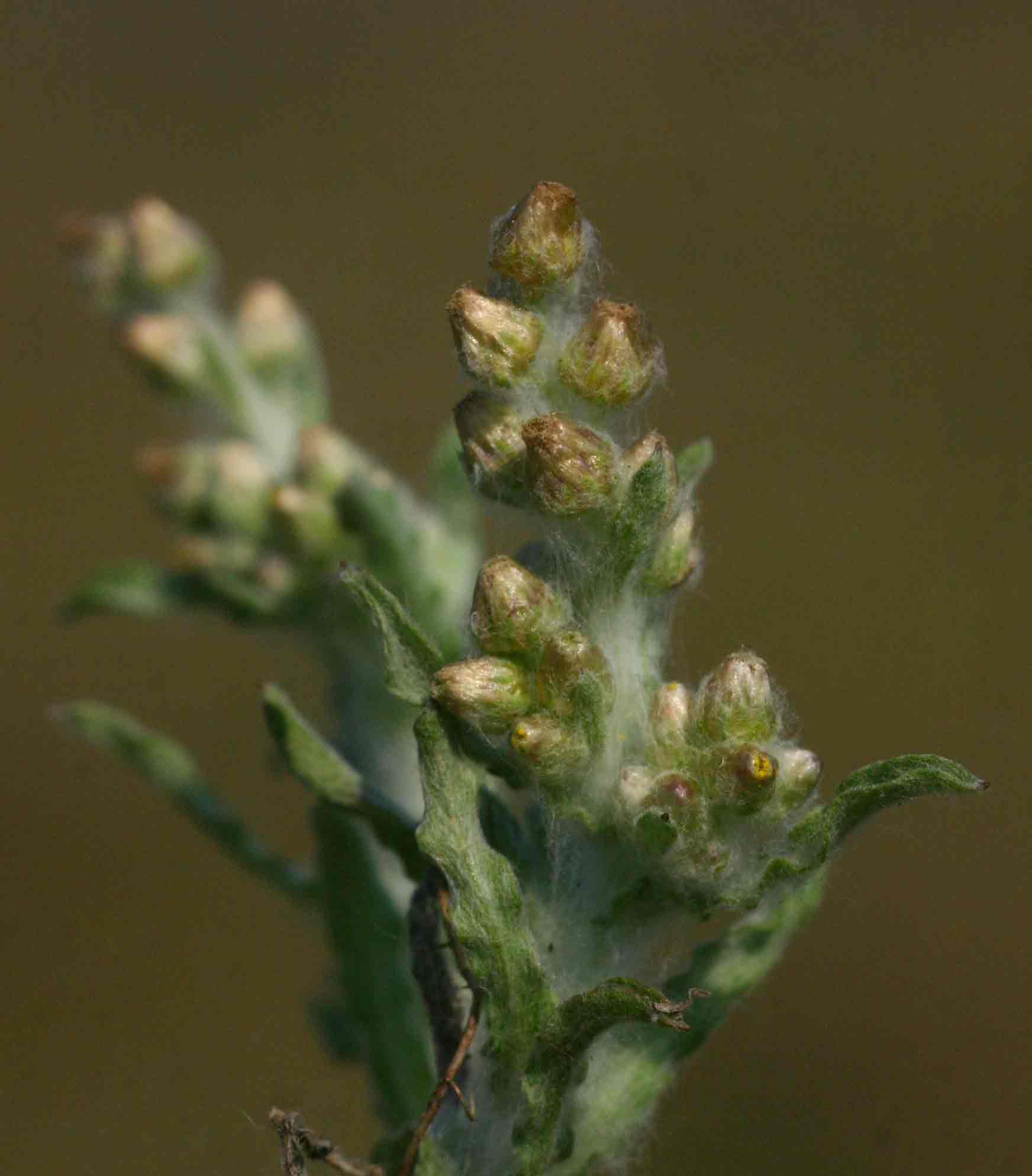 Gnaphalium polycaulon Gnaphalium polycaulon