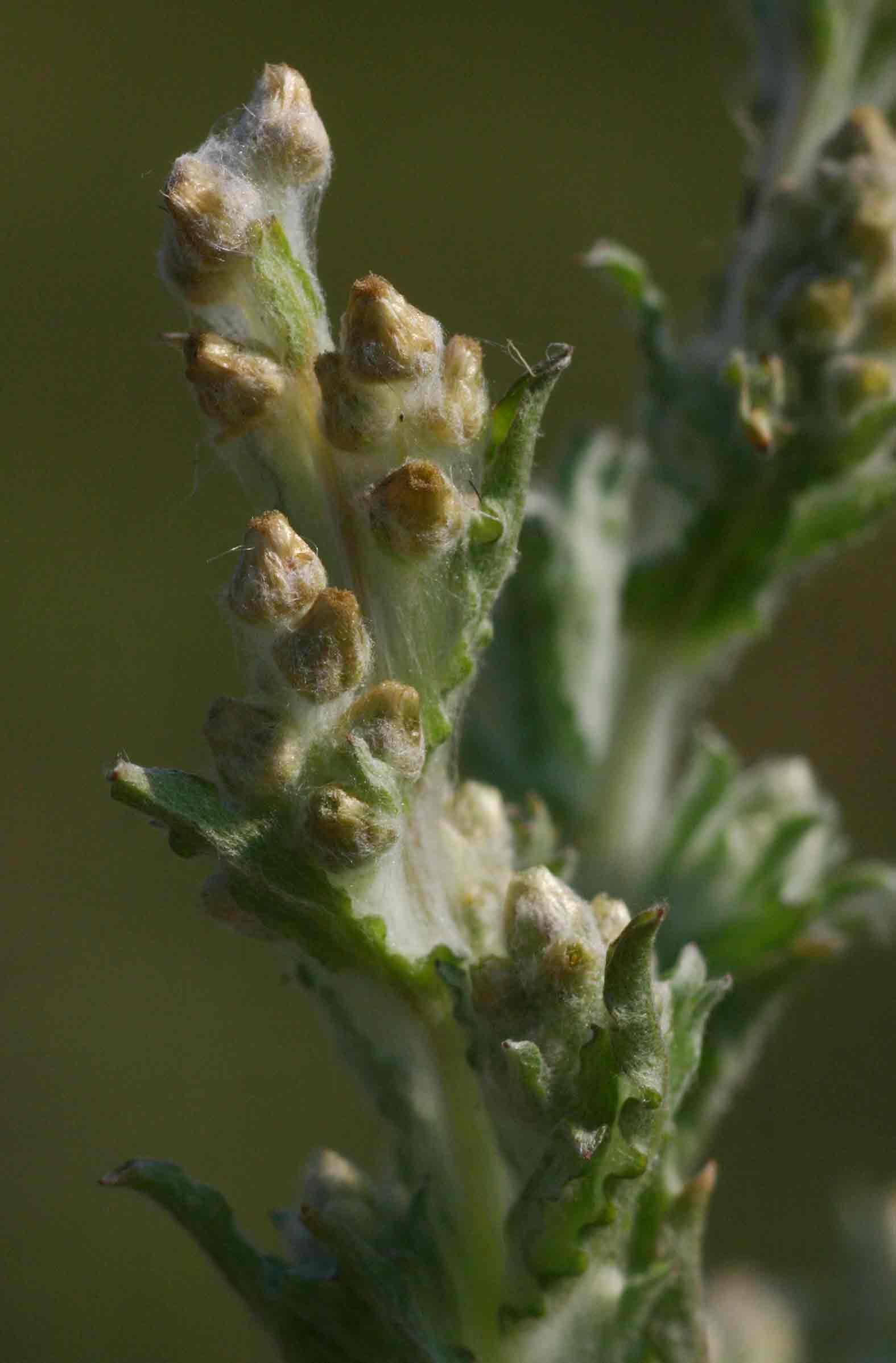 Gnaphalium polycaulon Gnaphalium polycaulon