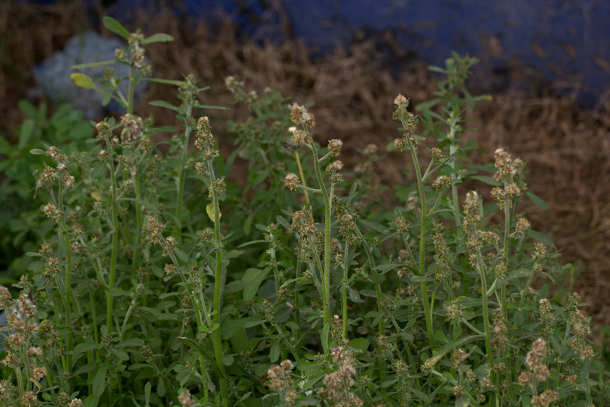 Gnaphalium purpureum Gnaphalium purpureum
