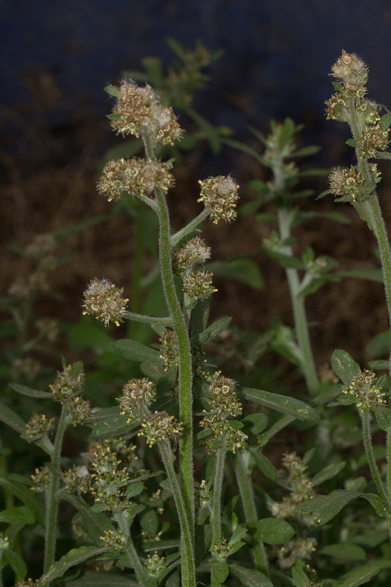 Gnaphalium purpureum Gnaphalium purpureum
