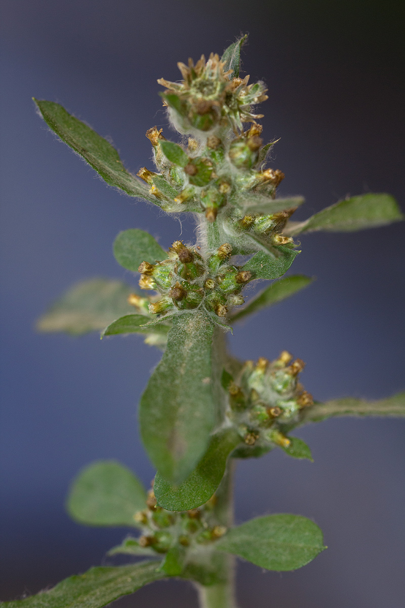 Gnaphalium purpureum