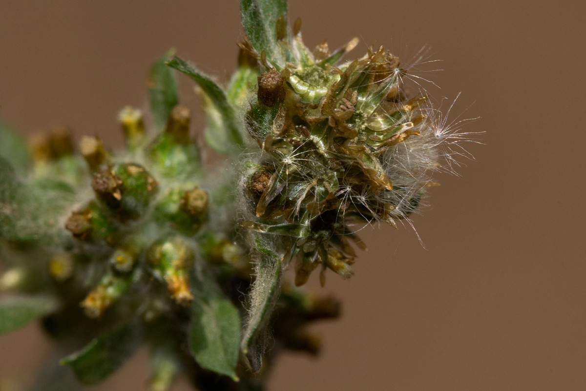 Gnaphalium purpureum Gnaphalium purpureum