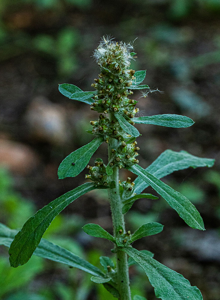 Gnaphalium purpureum