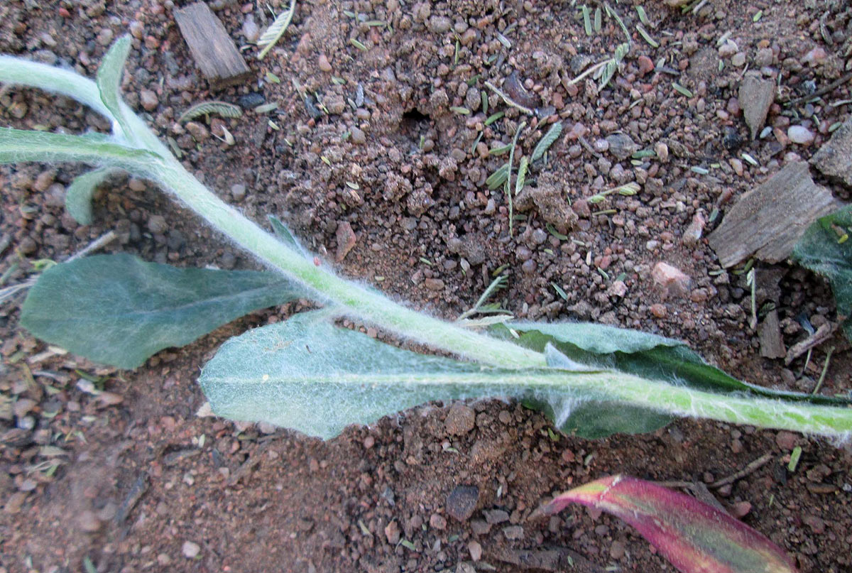 Gnaphalium purpureum