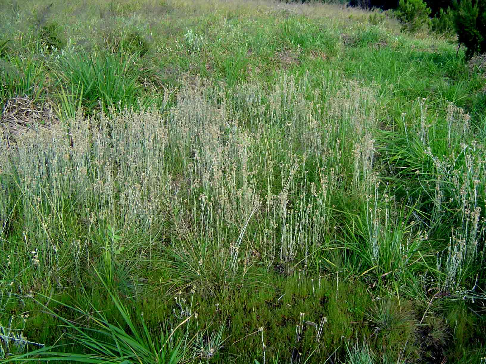 Pseudognaphalium luteo-album