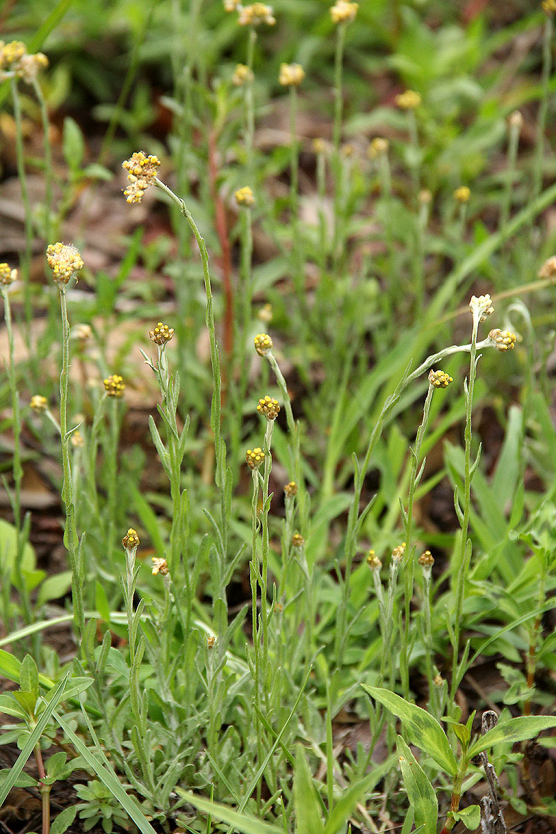 Pseudognaphalium luteo-album