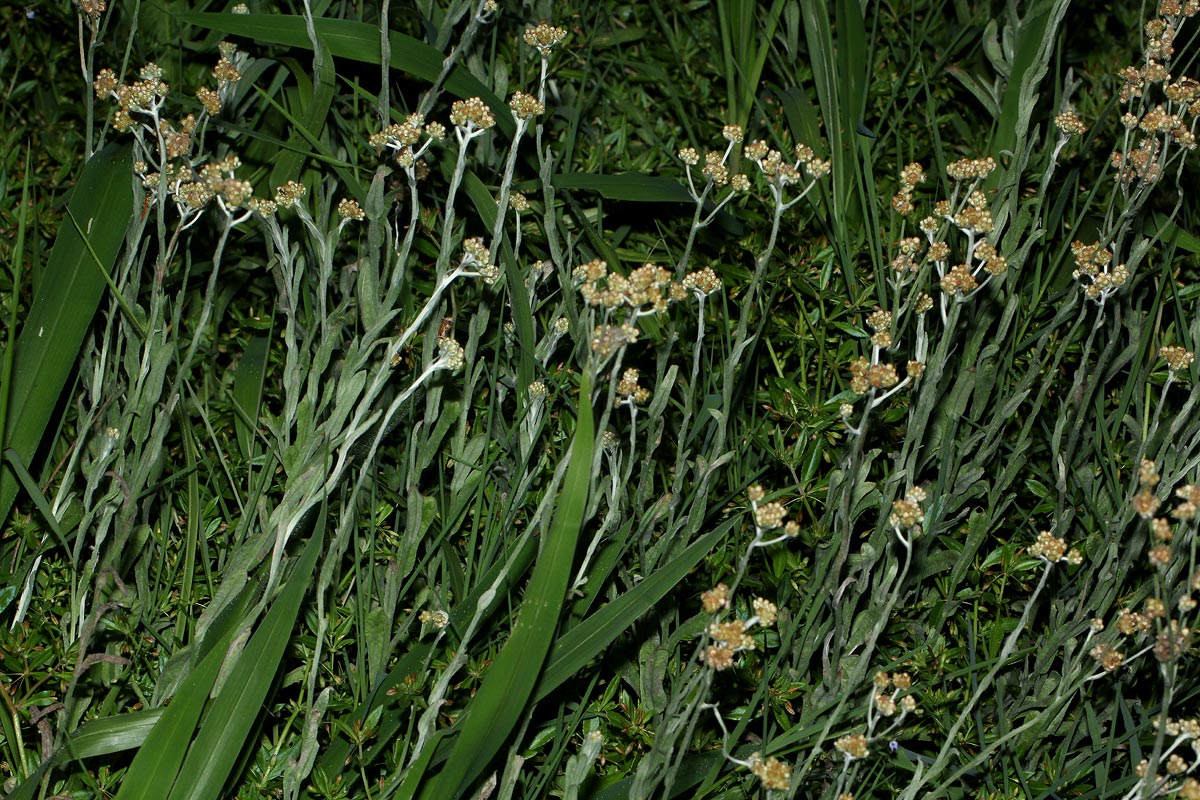 Pseudognaphalium luteo-album