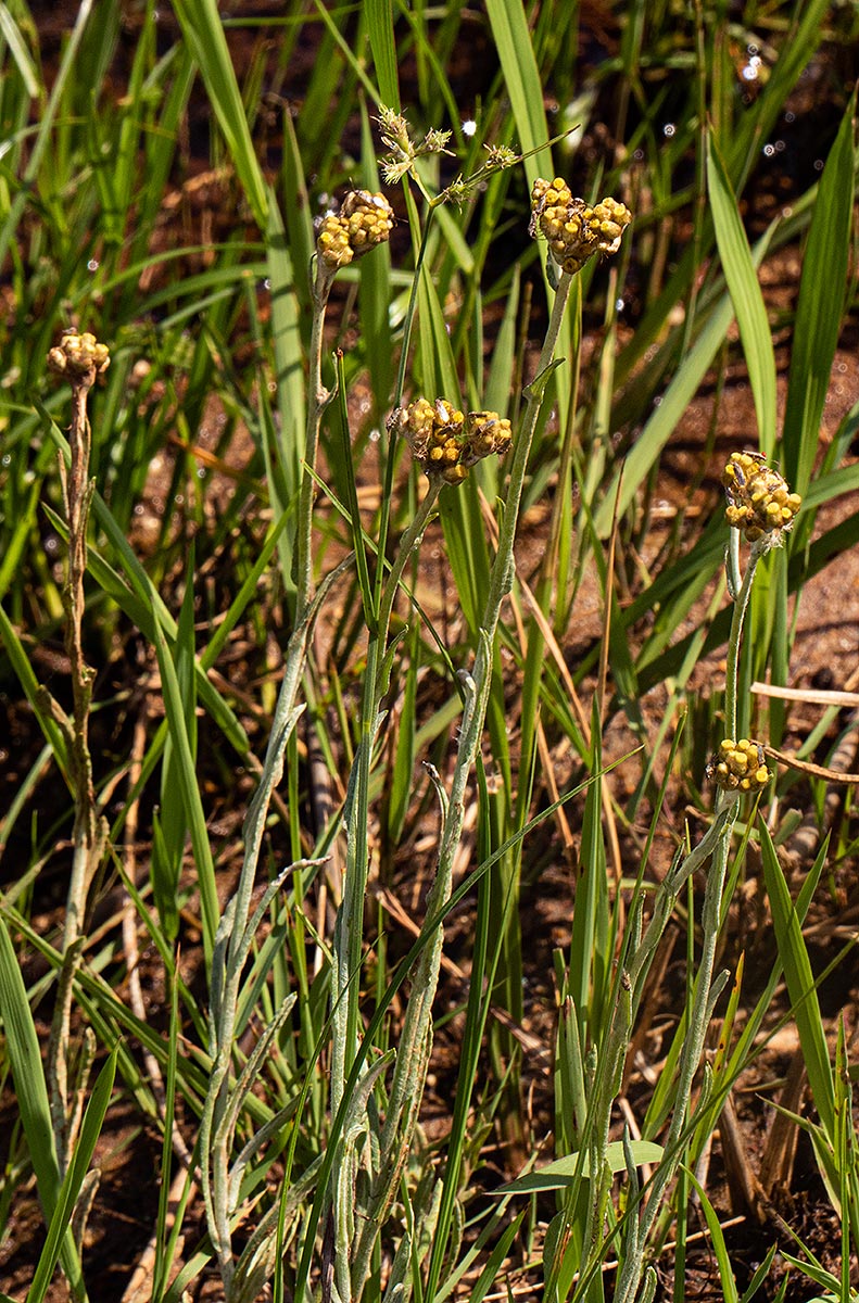 Pseudognaphalium luteo-album