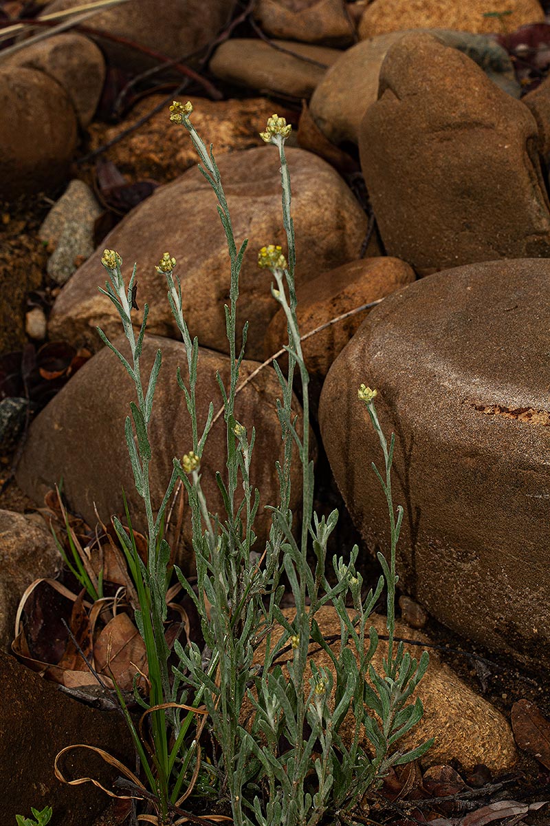 Pseudognaphalium luteo-album