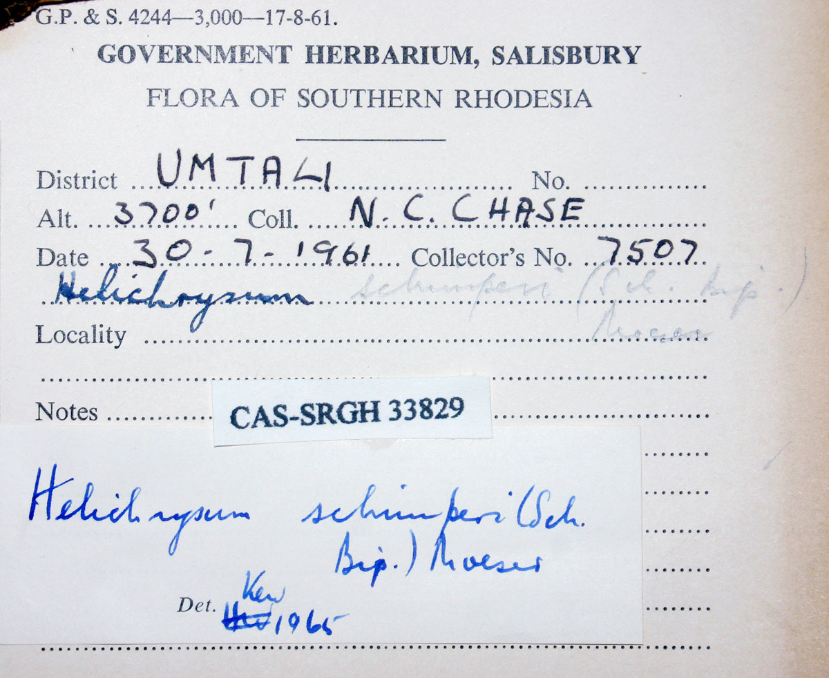 Helichrysum schimperi Helichrysum schimperi