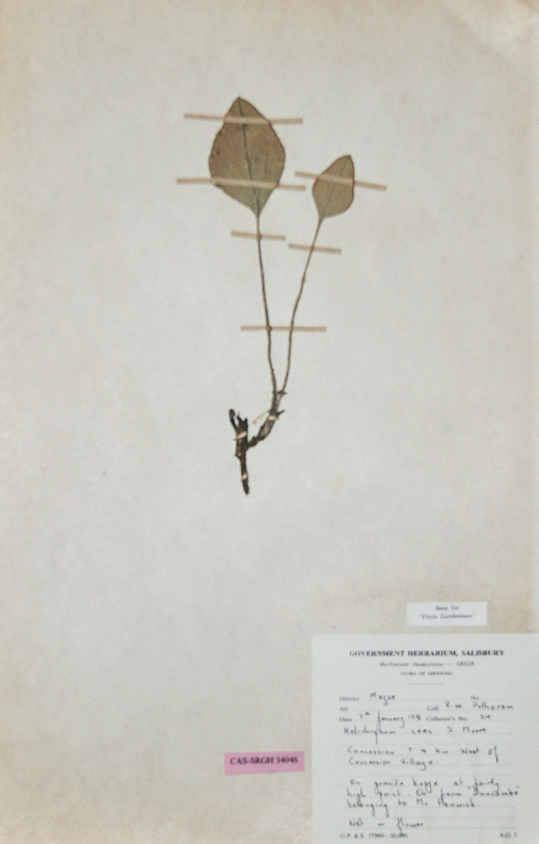 Helichrysum mechowianum var. ceres