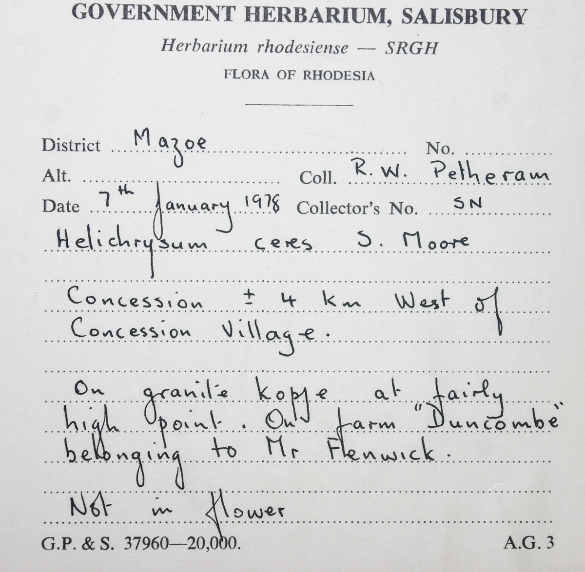 Helichrysum mechowianum var. ceres