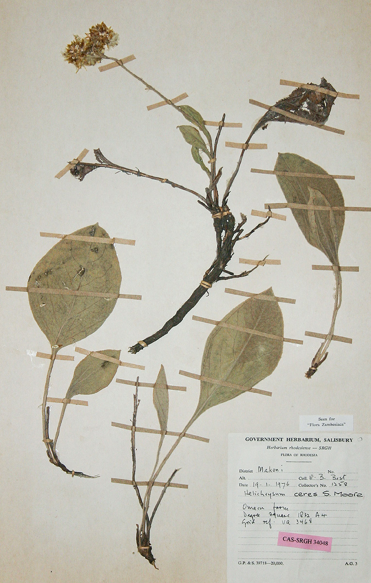 Helichrysum mechowianum var. ceres