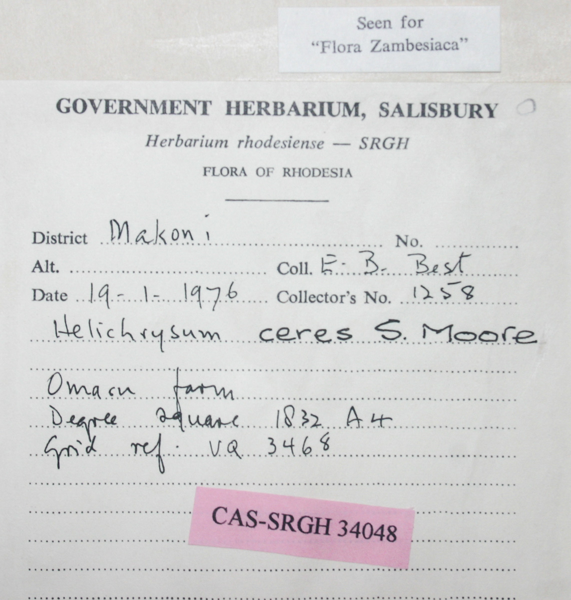 Helichrysum mechowianum var. ceres