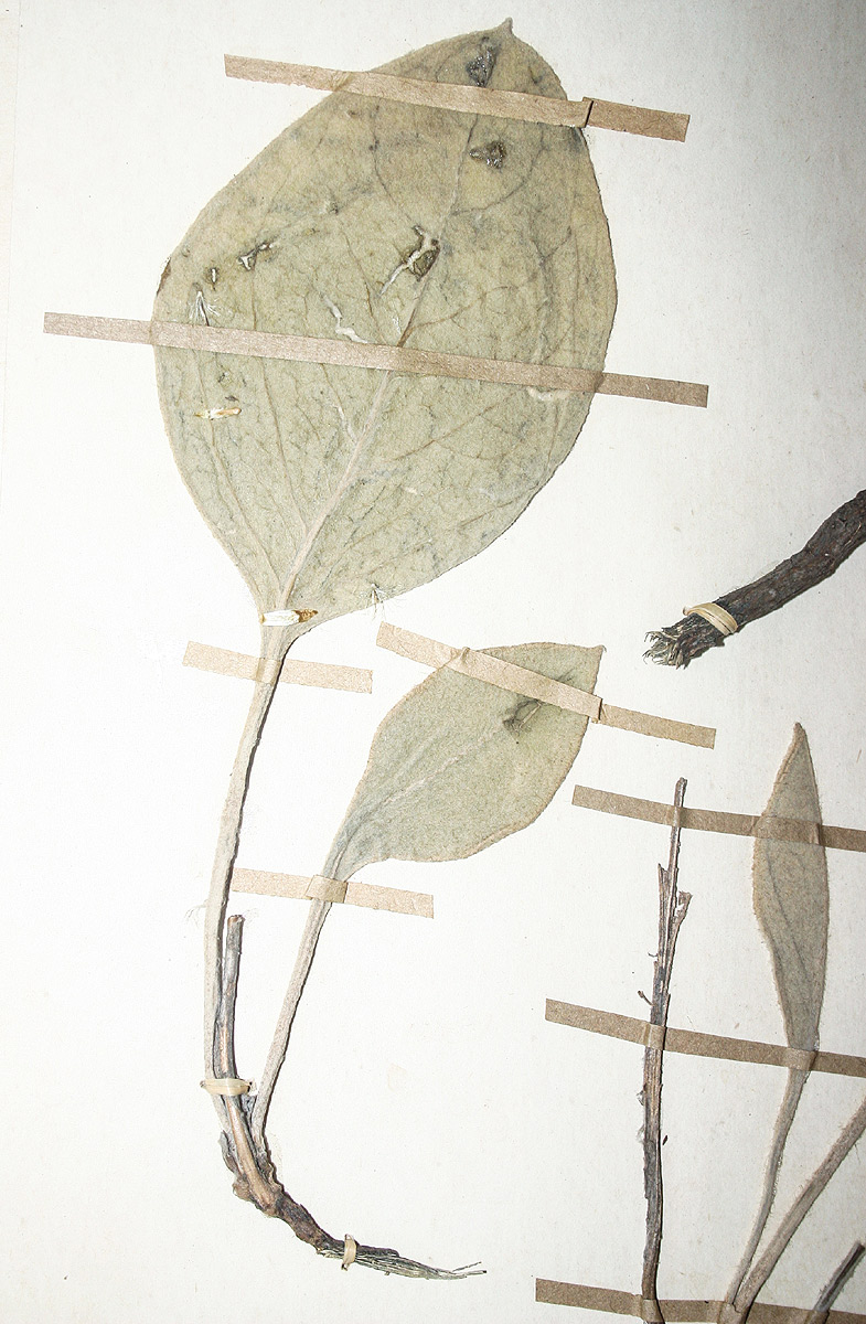 Helichrysum mechowianum var. ceres