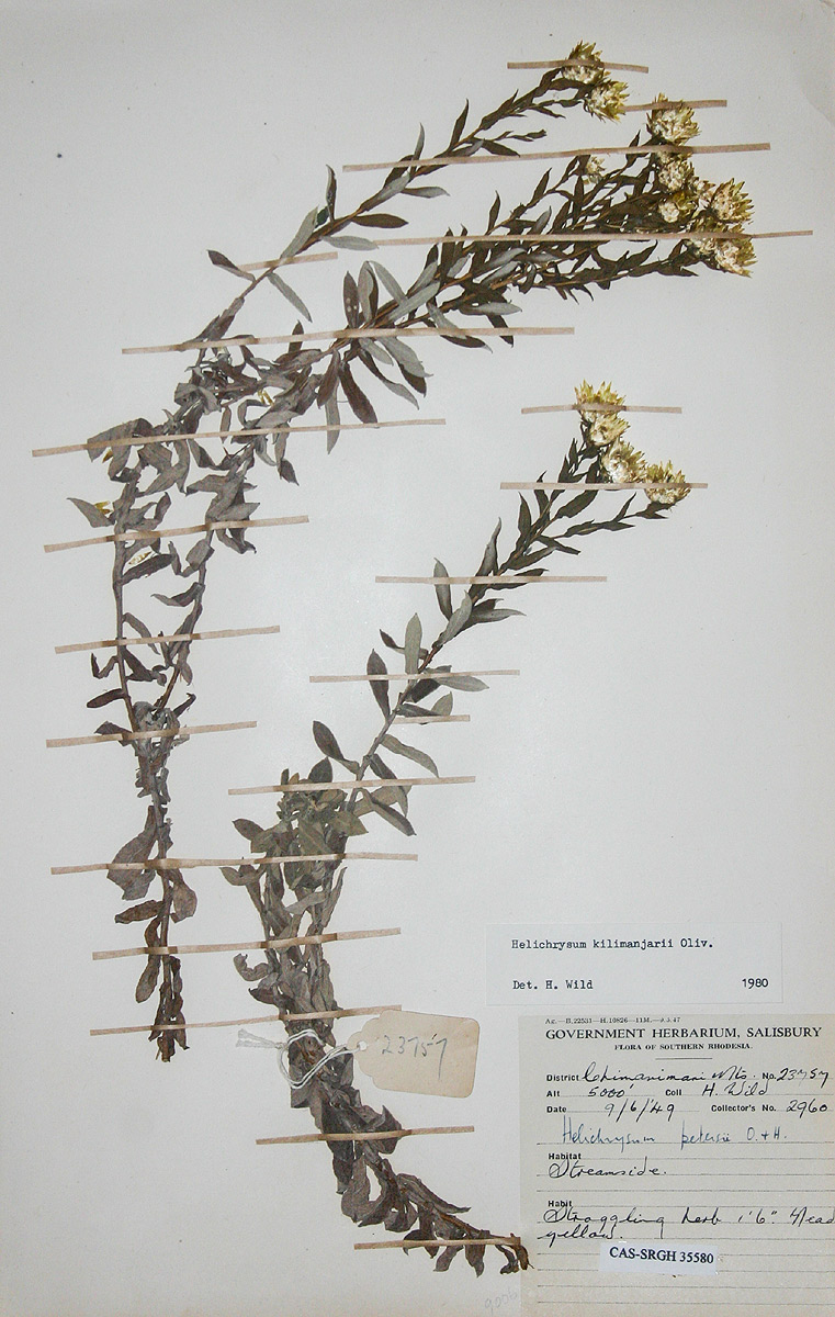 Helichrysum kilimanjari