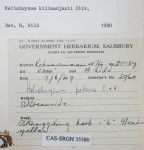 Helichrysum kilimanjari