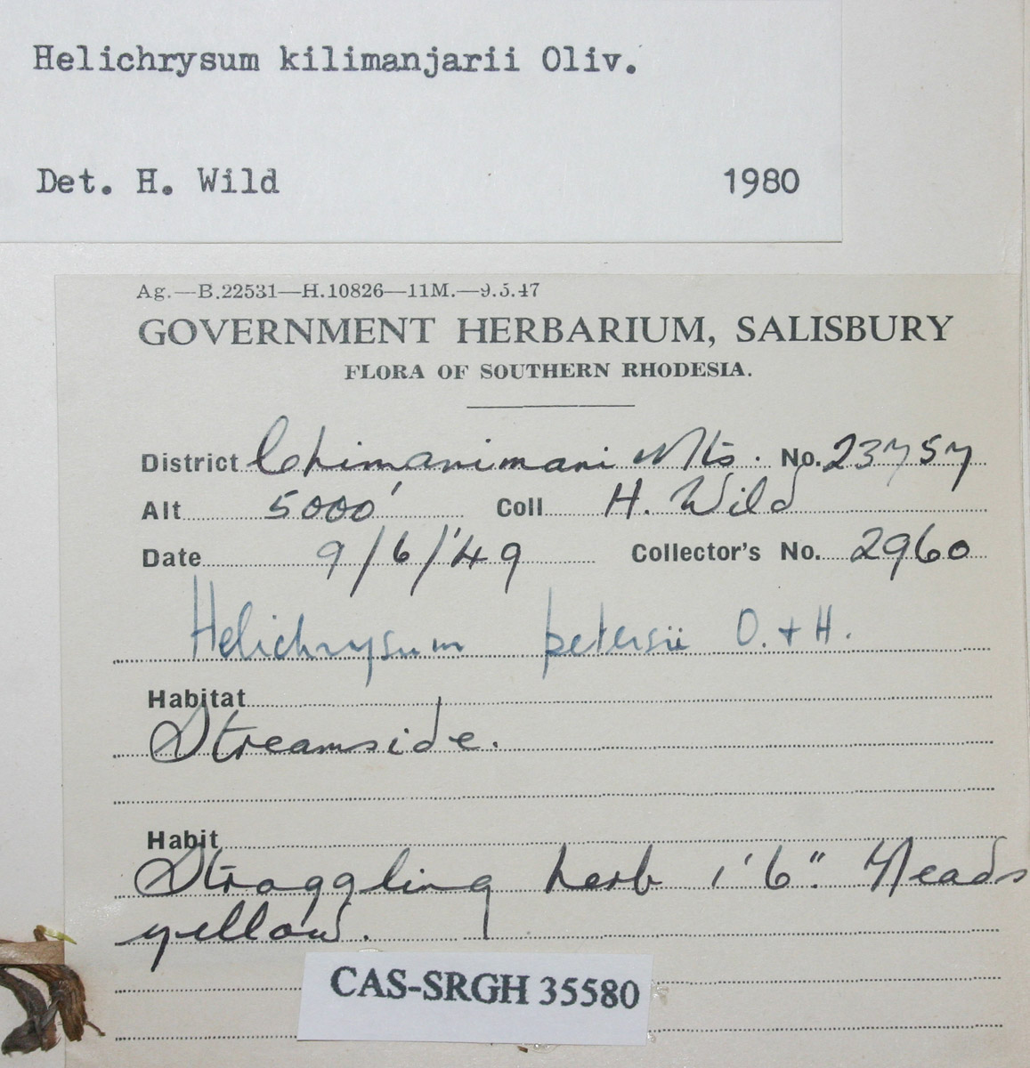 Helichrysum kilimanjari